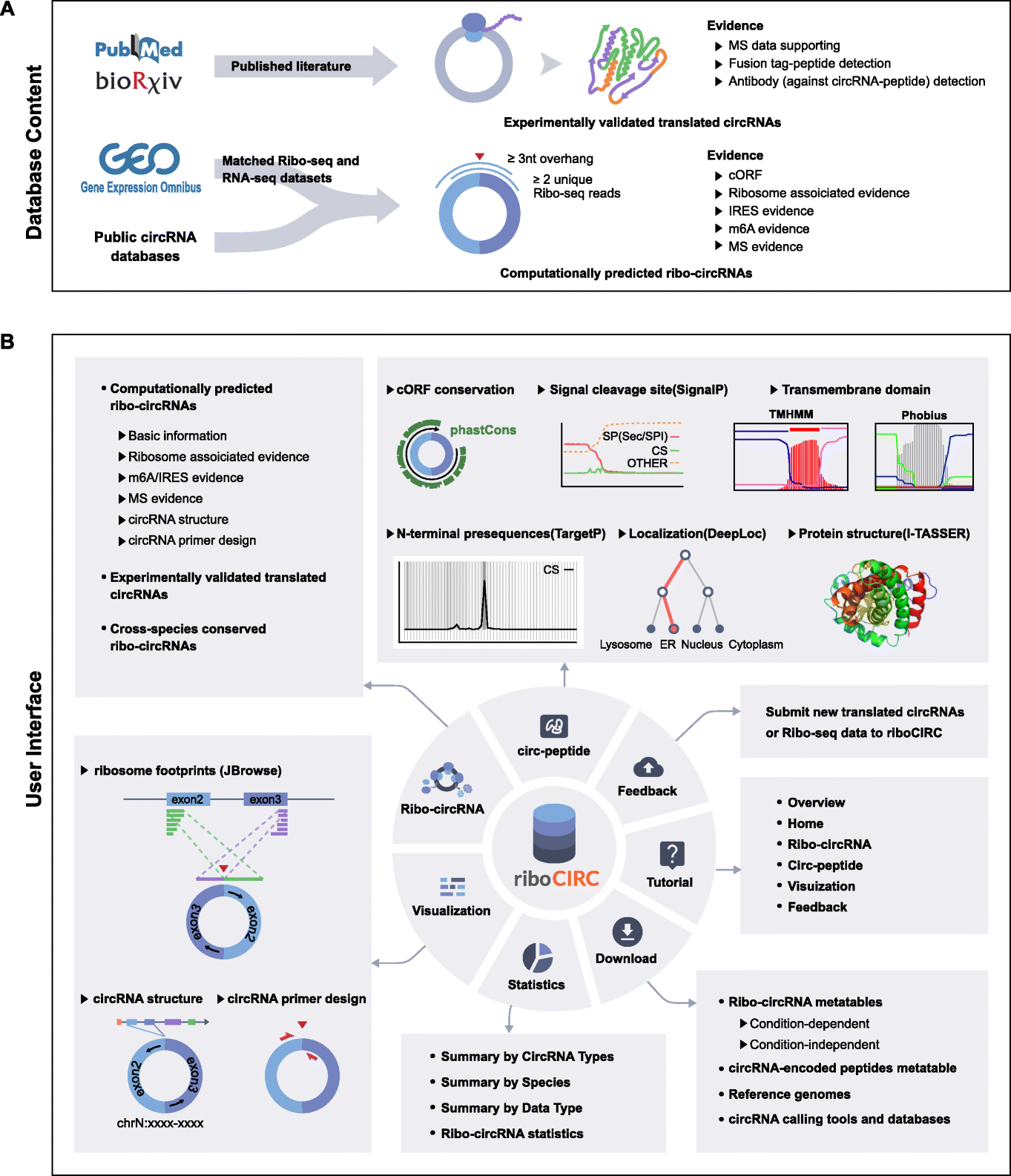 Overview of the riboCIRC database
