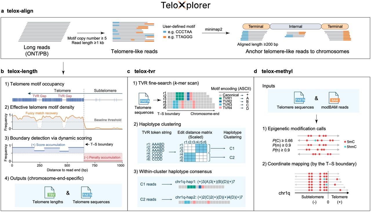 Algorithmic and functional design of TeloXplorer